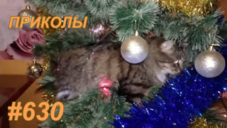 Приколы декабрь 2019 №630